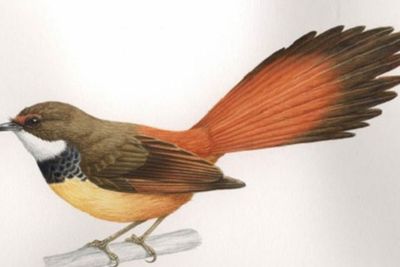 LIPI Temukan 10 Taksa Baru Burung, Salah Satunya Dinamai Habibie