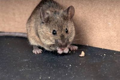 Leptospirosis: Penyakit Infeksi dari Tikus yang Mengancam Saat Banjir