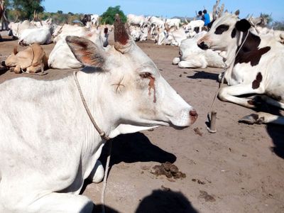 Benarkah Sapi Menangis saat Disembelih? Ini Penjelasan Ilmiahnya