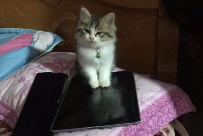Deretan Potret Menggemaskan Kucing yang Nakal Tapi Lucu