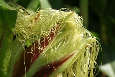 Jangan Dibuang, Rambut Jagung Bisa Jadi Teh Berkhasiat Bagi Kesehatan