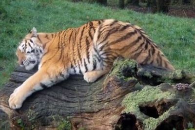 Kebun Binatang Ini Butuh Parfum Untuk Jinakkan Harimau
