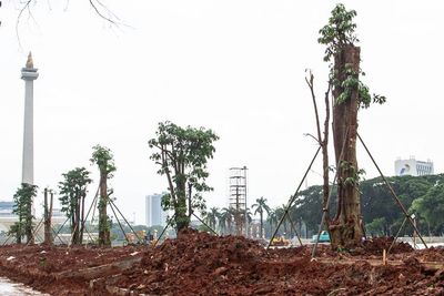 FOTO: Sempat Nyaris Gundul, Monas Kembali Ditanami Pohon
