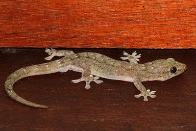 Cara Alami Mengurangi Cicak di Rumah dengan Bantuan Hewan Pemangsa