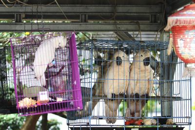 Imbas Virus Korona, Pemerintah Stop Kiriman Hewan Hidup dari Tiongkok