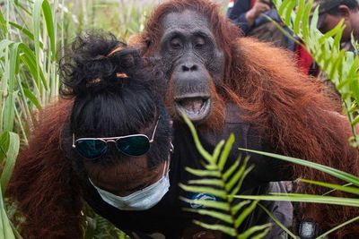 FOTO: Aksi Penyelamatan Orang Utan di Kalimantan