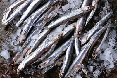 Benarkah Ikan Teri Mencegah Anemia?
