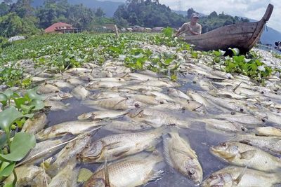 FOTO: Duh! Puluhan Ton Ikan Mati di Danau Maninjau