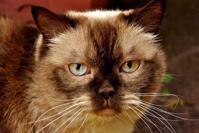 Alasan Ilmiah Mengapa Kucing Selalu Mengejar Tikus