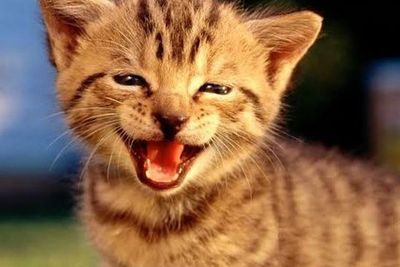 Antara Sehat dan Trauma: Perlukah Menyikat Gigi Kucing Kamu Setiap Hari?
