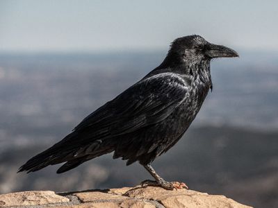 5 Hewan dengan Ingatan Paling Kuat di Alam, Burung Gagak Salah Satunya!