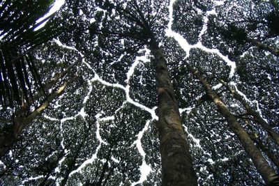 Fenomena Unik Crown Shyness, Berdekatan Tapi Tak Saling Sentuh