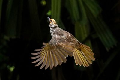 Bertambah, Jumlah Spesies Burung di Indonesia Jadi 1.794