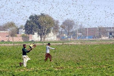 FOTO: Jutaan Belalang Serbu Lahan Pertanian di Pakistan