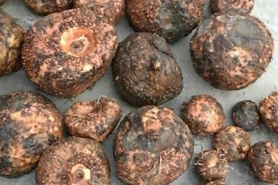 Mengenal Porang, Umbi yang Memiliki Nilai Ekonomis Tinggi
