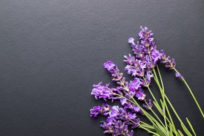 Tak Hanya untuk Aromaterapi, Lavender Juga Bermanfaat Buat Kecantikan