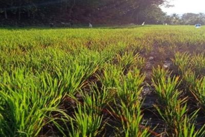 Tanaman Padi di Tapsel Mulai Diserang Hama Wereng
