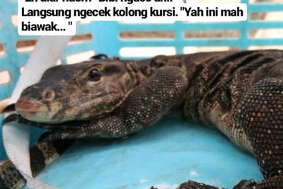 Hati-Hati, Hewan Buas Ini Masuk ke Rumah saat Banjir
