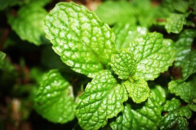 Tips Menyimpan Daun Mint agar Segarnya Tahan Lama