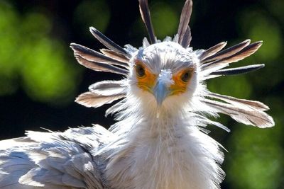 Secretary Bird, Burung Cantik nan Anggun dari Benua Afrika