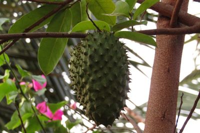 Rutin Konsumsi Buah Sirsak, Ini 4 Manfaat Untuk Kesehatan