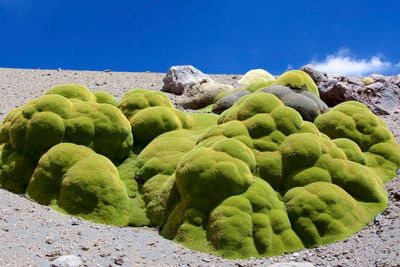 Yareta, Tanaman Berusia 3.000 Tahun yang Tampak Seperti Lumut