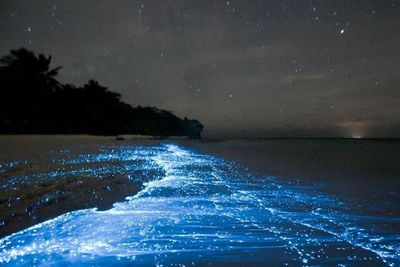Menakjubkan, Pantai Ini Dipenuhi Cahaya Seperti Bintang di Langit