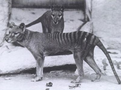 Harimau Tasmania, Harimau Unik yang Punah di Abad ke-20