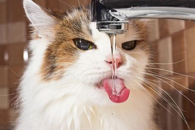Kenapa Kucing Suka Minum dari Gelas Pemiliknya? Ini 6 Penyebabnya