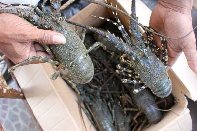 Pengiriman Benih Lobster ke Singapura Digagalkan, Modus Manfaatkan Penerbangan Jelang Lebaran