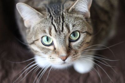 Bukti Cinta, Ini Hal yang Sangat Diinginkan Kucing dari Kamu