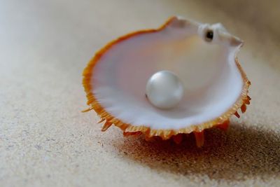 Kokichi Mikimoto: Sang Raja Mutiara yang Merevolusi Budaya Mutiara Dunia