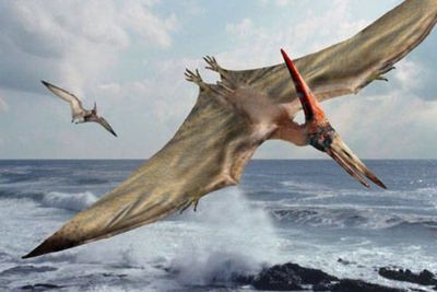 Ilmuwan Temukan 3 Spesies Baru Dinosaurus Terbang di Gurun Sahara