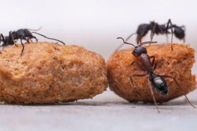 Tak Perlu Pakai Pestisida, Ini Bahan Alami yang Ampuh Mengusir Semut