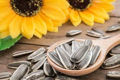 Manfaat Ngemil Kuaci untuk Kecantikan yang Jarang Diketahui