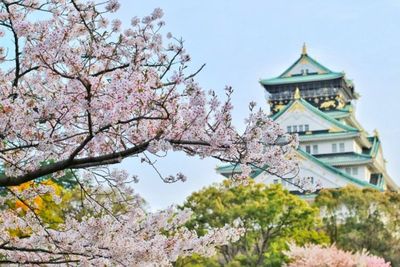 Mengintip Keseruan Hanami, Festival Bunga Sakura di Jepang