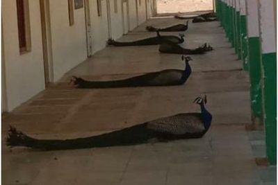 Viral Foto Burung Merak di India Ikutan Social Distancing