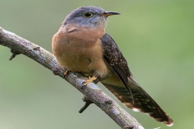 Fakta Kedasih, Si Burung Pertanda Kematian yang Licik!