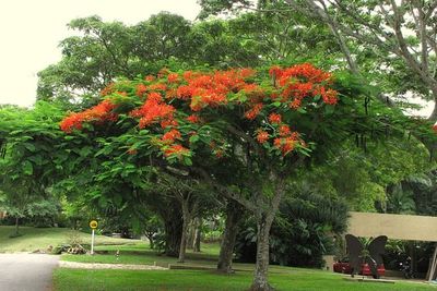 Pohon Flamboyan, Peneduh yang Bisa Jadi Obat Malaria