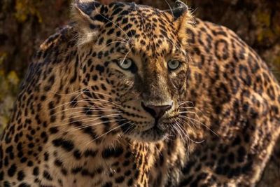 Jaguar hingga Leopard Salju, Kenali Kucing Besar yang Sebenarnya