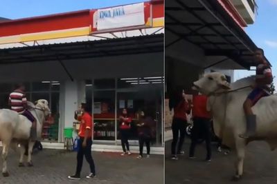 Viral Warga Tunggangi Sapi Bikin Penjaga Minimarket Menjerit