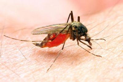 Hari Malaria Sedunia, WHO Gencar Gerakan Nol Kasus di Tengah Pandemi Corona