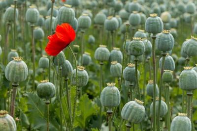  Opium, Tanaman yang Disalahgunakan Menjadi Narkotika