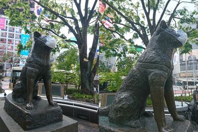 Warga Jepang Pakaikan Masker di Patung Anjing Hachiko