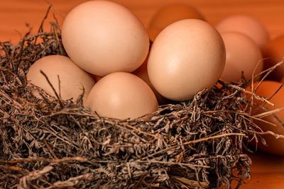 Bikin Kaget, Telur Ayam Warganet Ini Menetas di Dalam Kulkas
