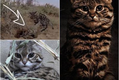 Jangan Tertipu Tampang Imutnya, Ternyata Kucing Imut Ini adalah Kucing Paling Mematikan