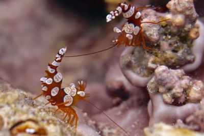 Udang Jongkok, Si Seksi yang Menghias Akuarium