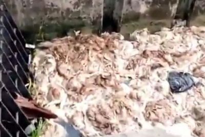 Viral Ribuan Bangkai Ayam Diduga Sengaja Dibuang ke Sungai di Pati Jateng