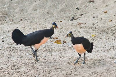 5 Fakta Menarik Burung Maleo, Satwa Endemik Sulawesi yang Terancam Punah