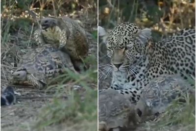 VIDEO: Lucu! Akibat Kura-Kura Ingin Kawin, Leopard Ini Gagal Berburu